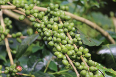 Elettaria cardamomum